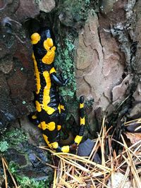 High angle view of yellow lizard on tree trunk