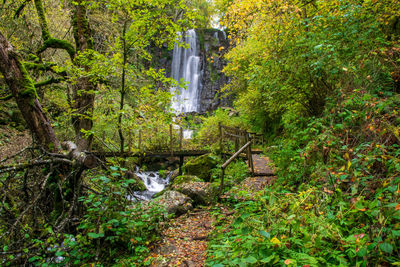 View of waterfall in forest