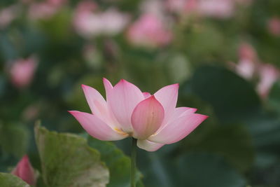 Close-up of pink lotus 