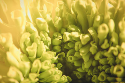 Full frame shot of green plants