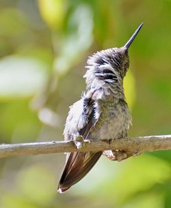 Close-up of a bird flying
