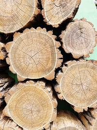 Stack of logs in forest