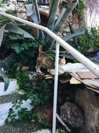 High angle view of cat sitting by plants