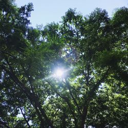 Low angle view of trees in forest