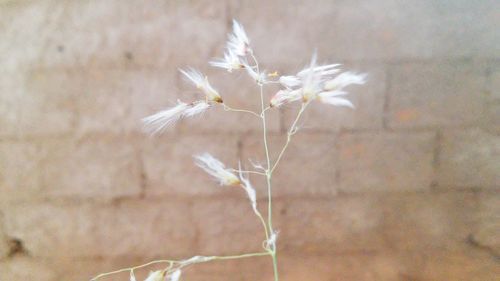 Close-up of white flowers