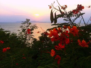 Close-up of flower tree against sky during sunset