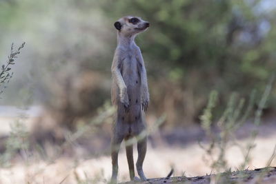 Close-up of meerkat