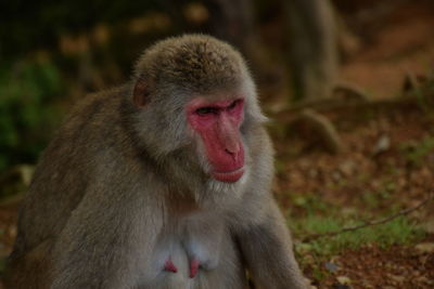 Close-up of monkey looking away