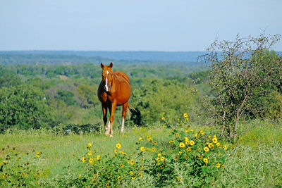 Horses on a field