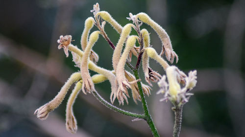 Close-up of flowering plant