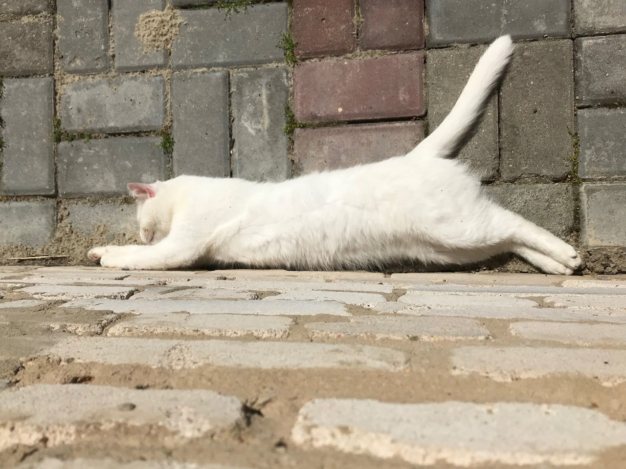 WHITE CAT RESTING ON FOOTPATH AGAINST WALL