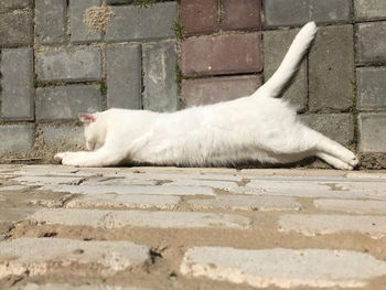 Cat lying on footpath against wall