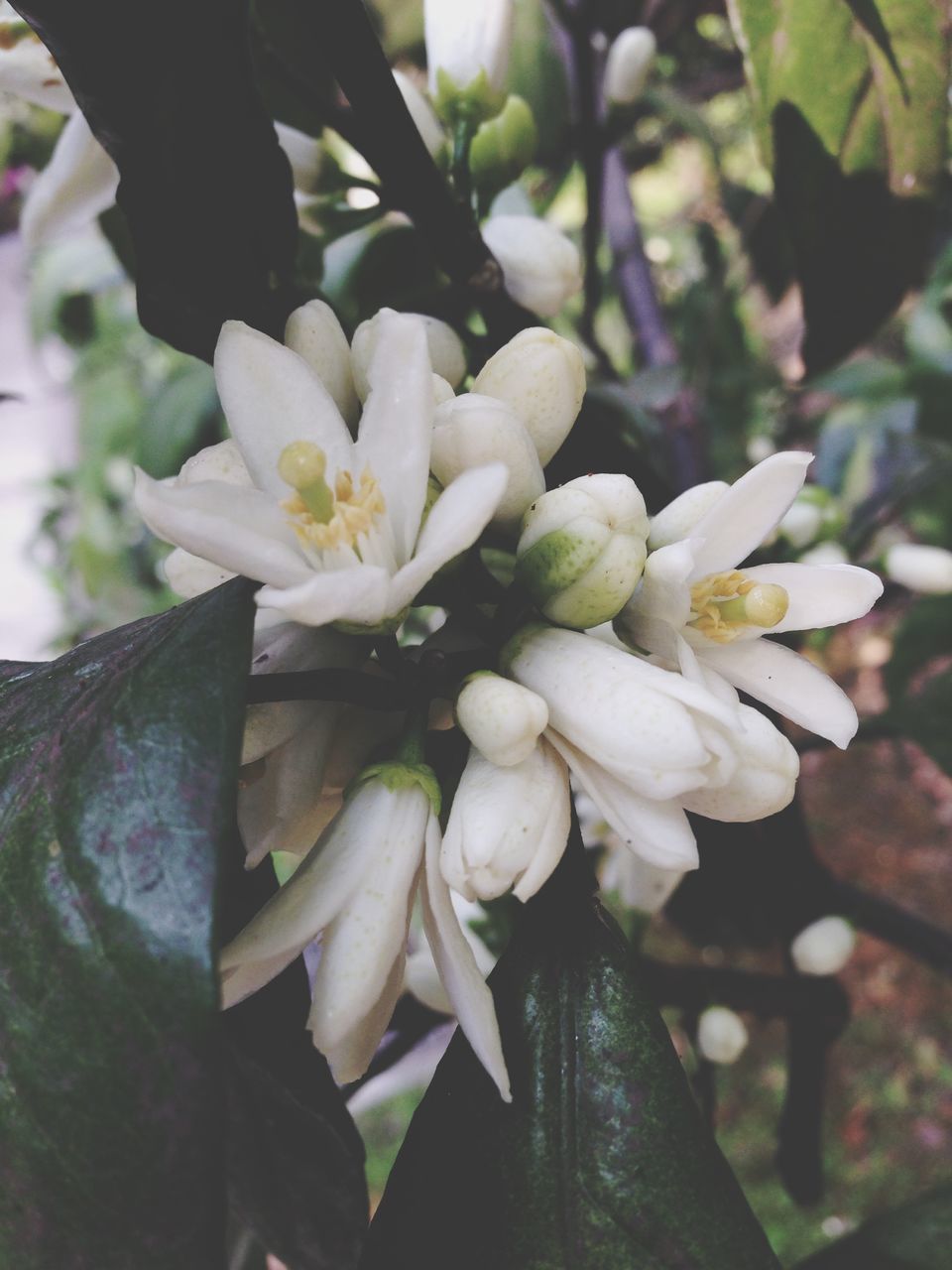 flower, freshness, growth, petal, focus on foreground, fragility, close-up, white color, nature, flower head, beauty in nature, plant, leaf, blooming, outdoors, day, in bloom, park - man made space, no people, tree