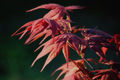 Close-up of red flowering plant