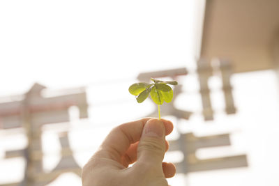 Close-up of hand holding leaf