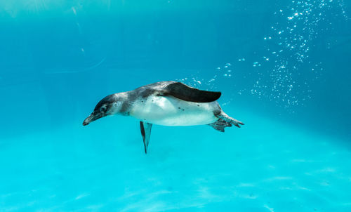 Turtle swimming in sea