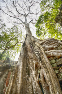 Low angle view of statue against trees