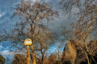 Low angle view of illuminated tree against sky