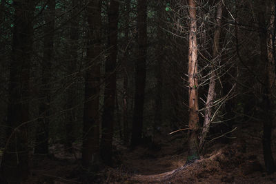 Trees in forest at night