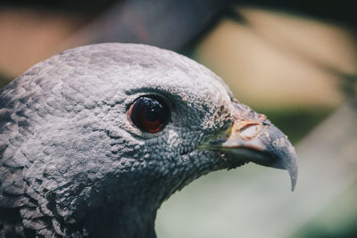 Close-up of bird