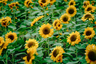 Close-up of yellow flowering plants on field