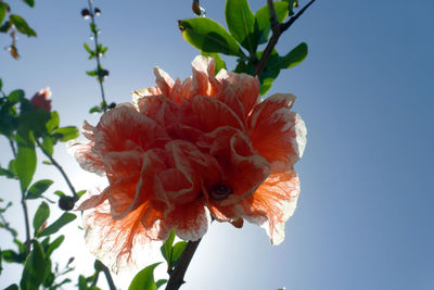 Close-up of red flower