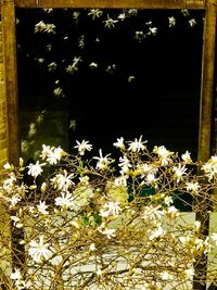 Close-up of flower tree