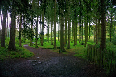 Trees in forest