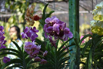 Close-up of purple flowers blooming outdoors