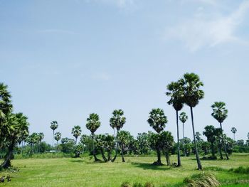 Trees on field against sky