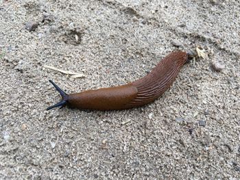 Slug on sand