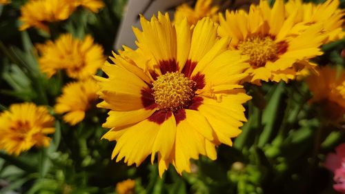 Close-up of yellow flowering plant