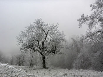 Bare tree on field against sky during winter