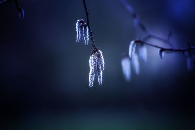 Close-up of icicles hanging on tree