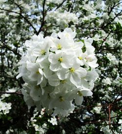 Close-up of white flowers on branch