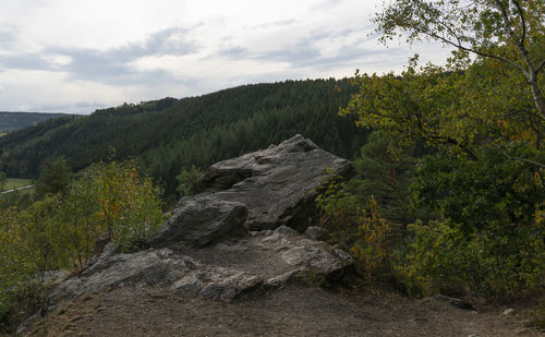 Scenic view of forest against sky