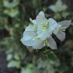 Close-up of flowers