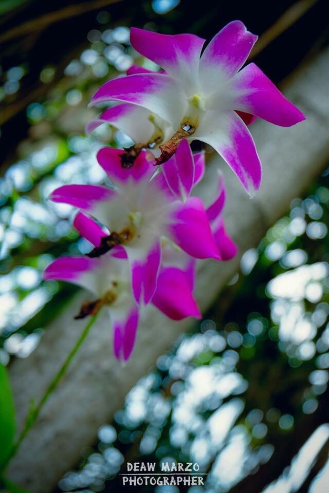 CLOSE-UP OF FLOWERS BLOOMING OUTDOORS