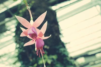 Close-up of pink flowers blooming outdoors