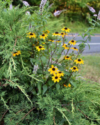 Close-up of yellow flowering plant on field
