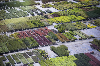 Aerial view of nursery plants.