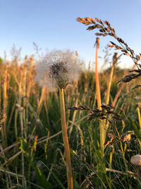 Dandelion fluff