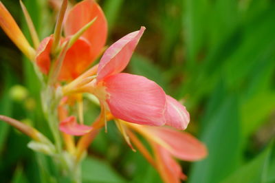 Close-up of pink flowering plant