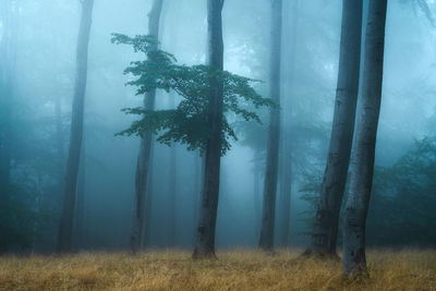 Trees in forest