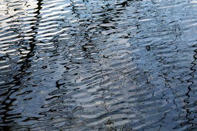 High angle view of swimming in lake