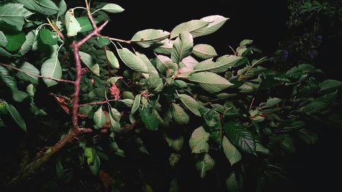 Close-up of plants