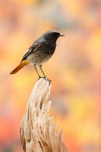 Close-up of bird perching on wood