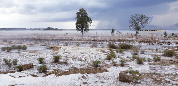 Plants growing on land against sky