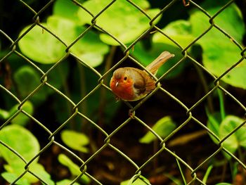 Close-up of bird in cage