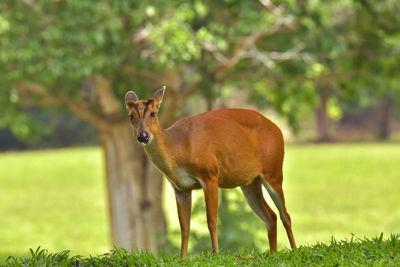 Barking deer is very beautiful decoration in the wild and remain in the khao-yai national park .